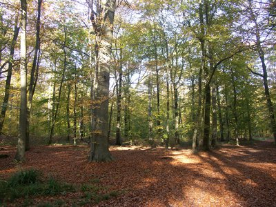 Forêt d'Halatte en automne