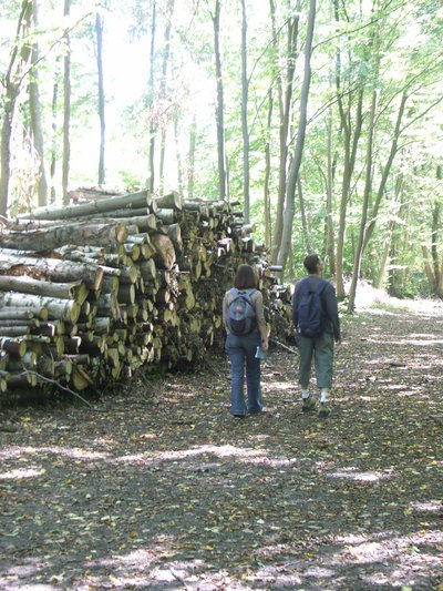 Exploitation forestière