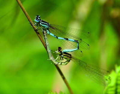 Agrion de mercure