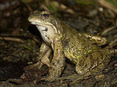 Grenouille Rousse