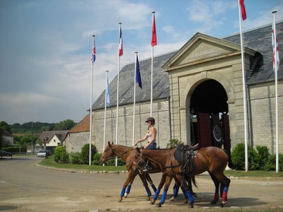 Chevaux de Polo