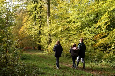 Forêt d'Halatte