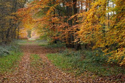 Forêt d'Halatte à l'automne