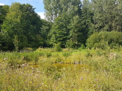 Bois du moulin de Noisement