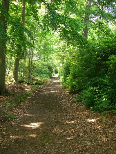 Bois de la Tour du Laye