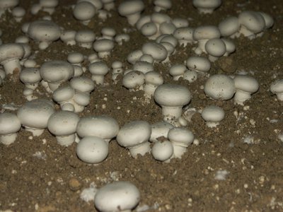 Champignons en culture