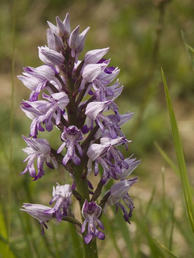 Orchis militaire