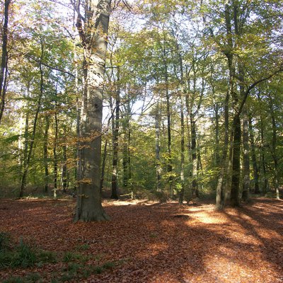 Forêt d'Halatte en automne