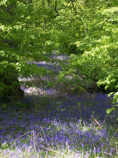 Tapis de Jacinthe des bois