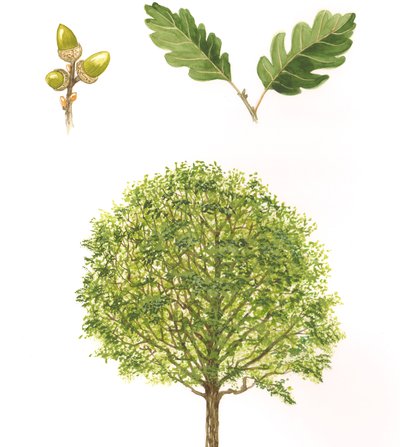 Chêne sessile