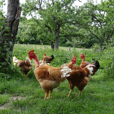 Ferme de la Quoiqueterie