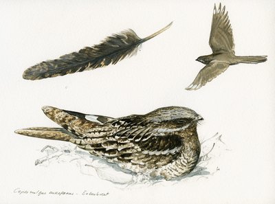 Engoulevent, Caprimulgus europaeus
