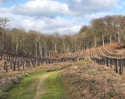 Chantier forestier