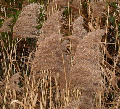 Roseau commun (Phragmites australis)