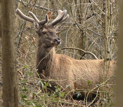 Cerf