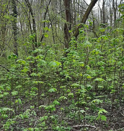 Forêt de Beaumont