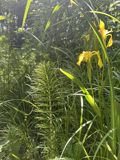 Prêle et iris jaune sauvage