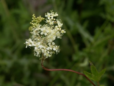 Reine des prés, Filipendula ulmaria