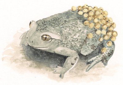 Alyte ou crapaud accoucheur