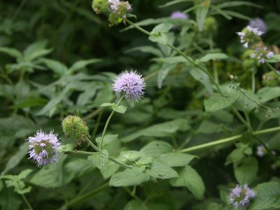 Menthe aquatique