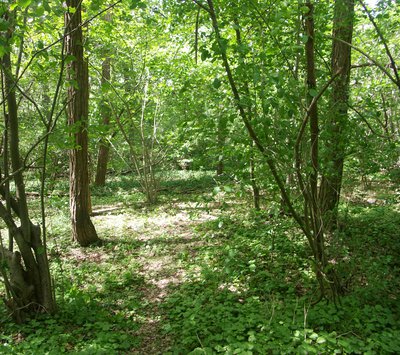 Taillis en forêt Chantilly