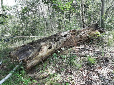 arbre mort