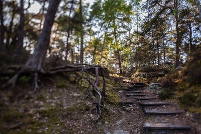 Forêt des Trois Pignons