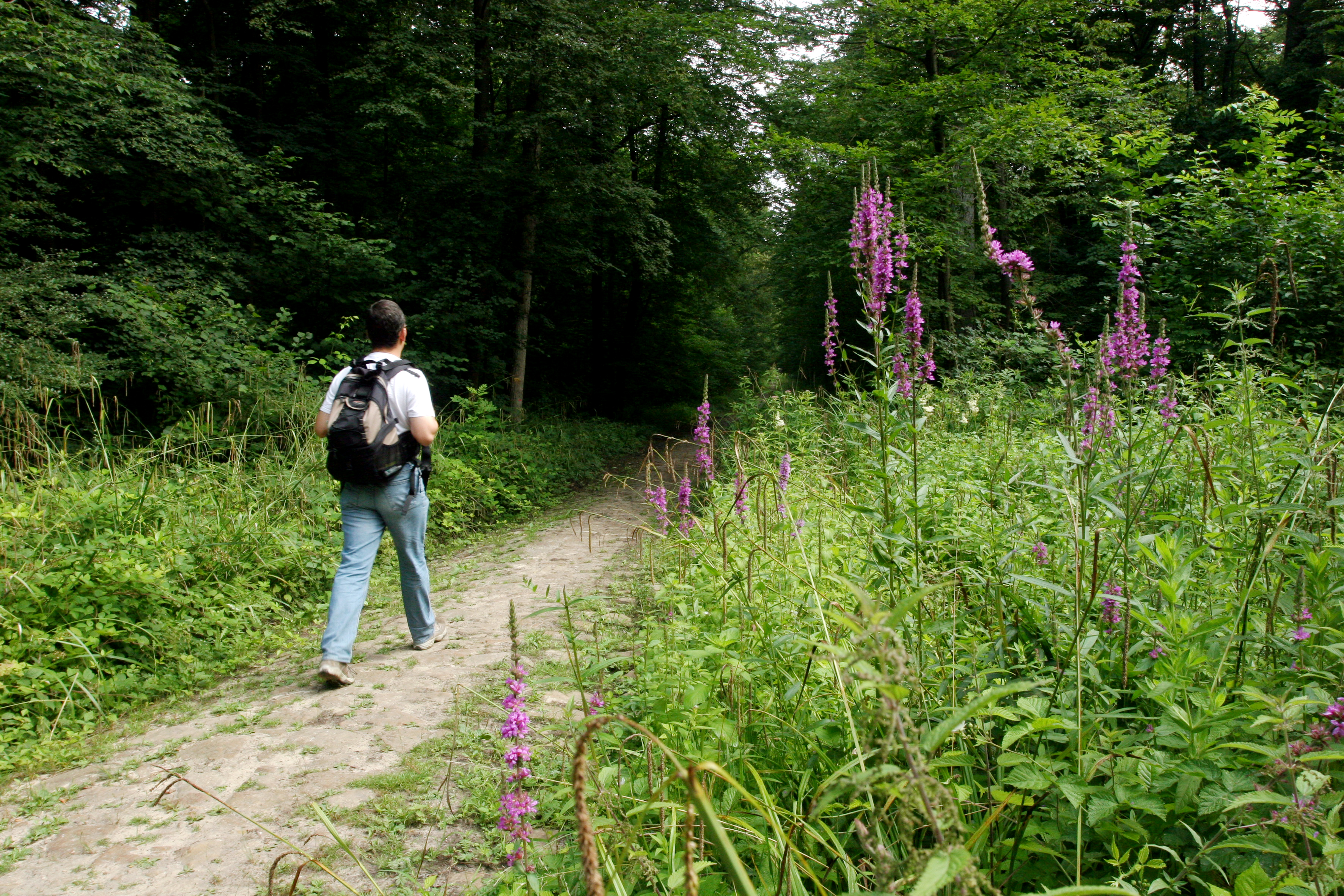Route pavée de la Ménagerie