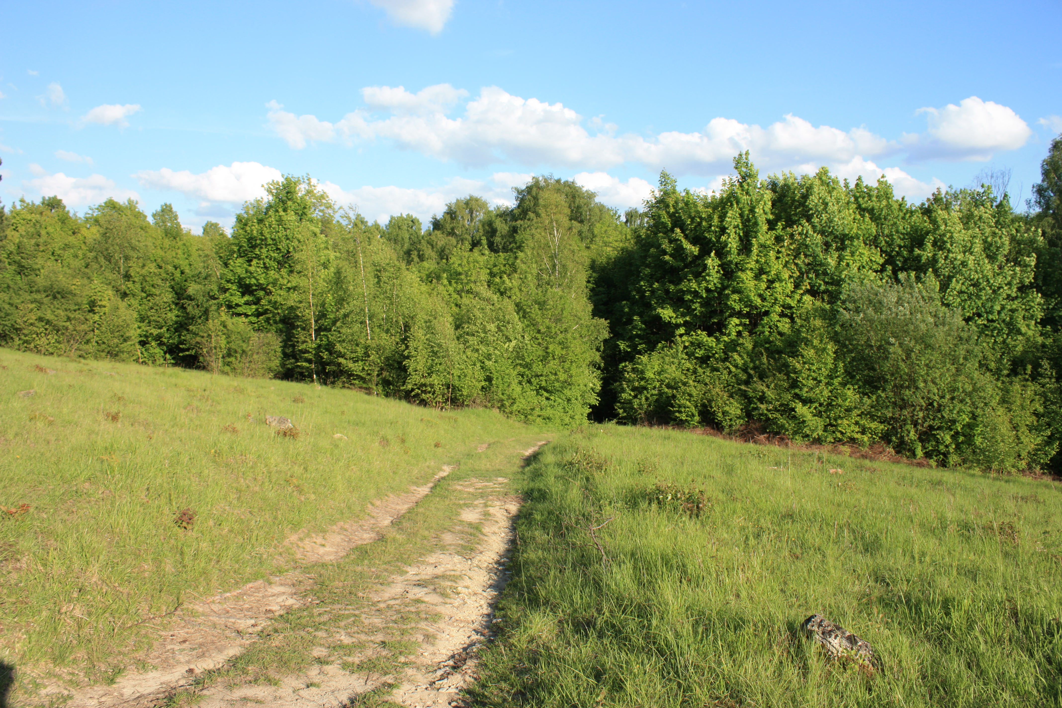 Le bois de Morval