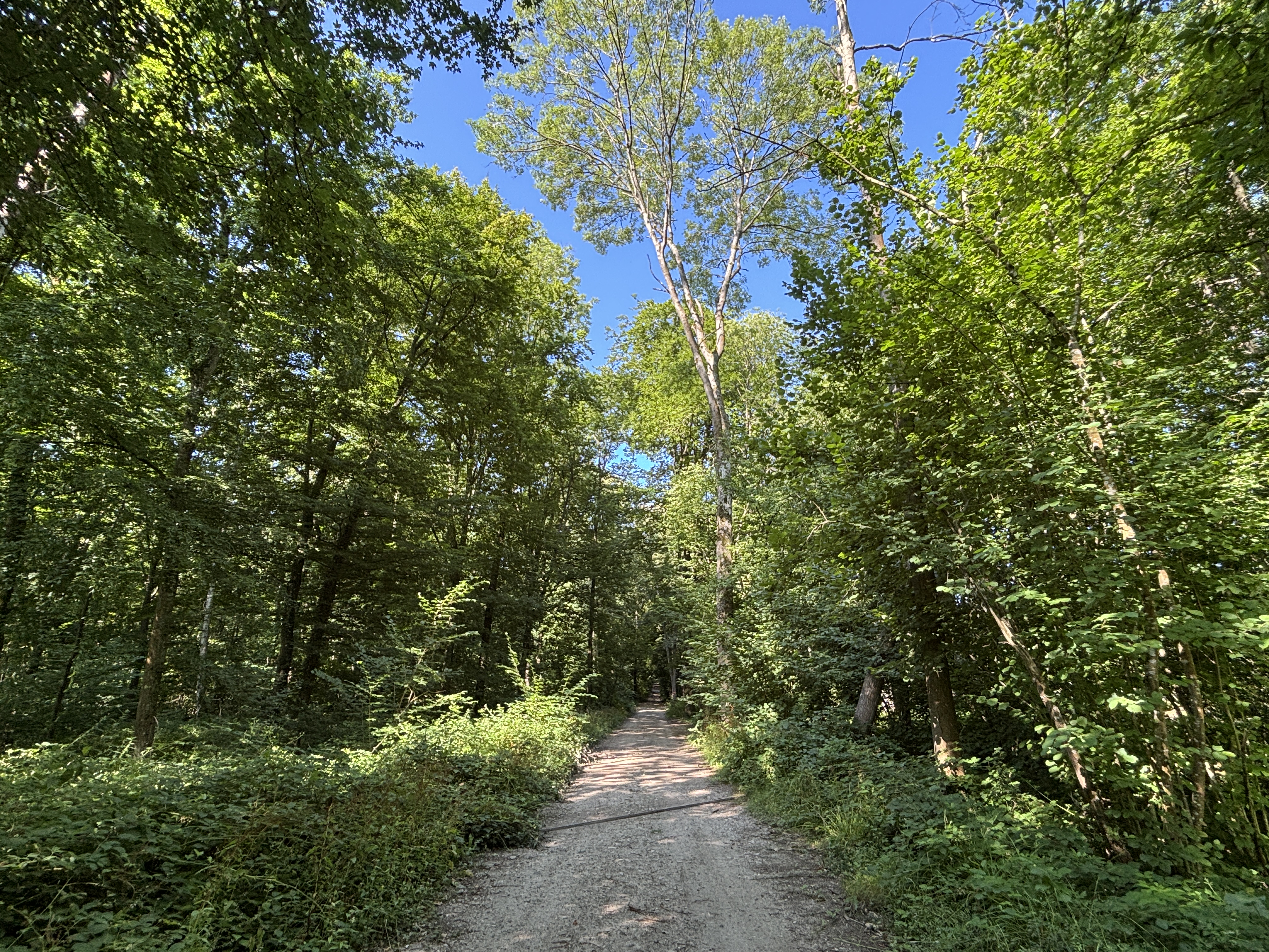Bois de la Tour du Lay