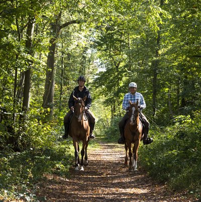 Cavaliers en forêt