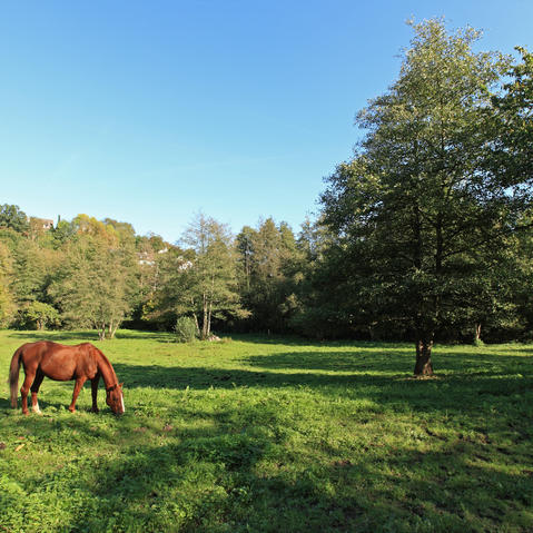La trinité vu depuis le haras de la Geneste