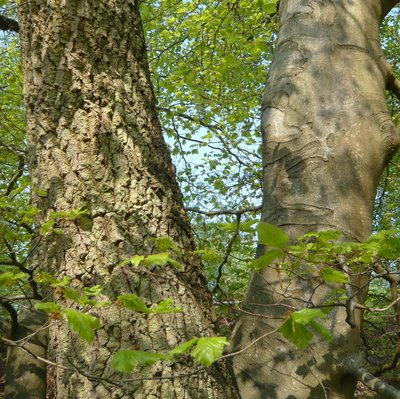 Arbres enlacés en forêt de Pontarmé
