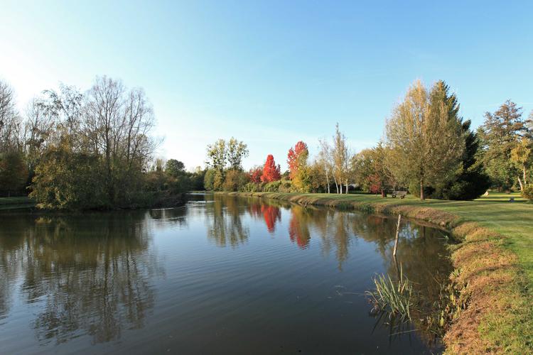 Roseaux et fougères aux sources de la Rabette