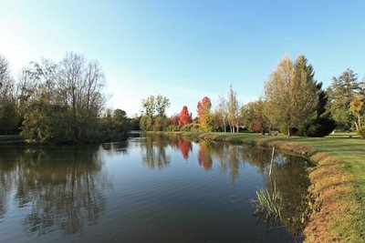 Roseaux et fougères aux sources de la Rabette