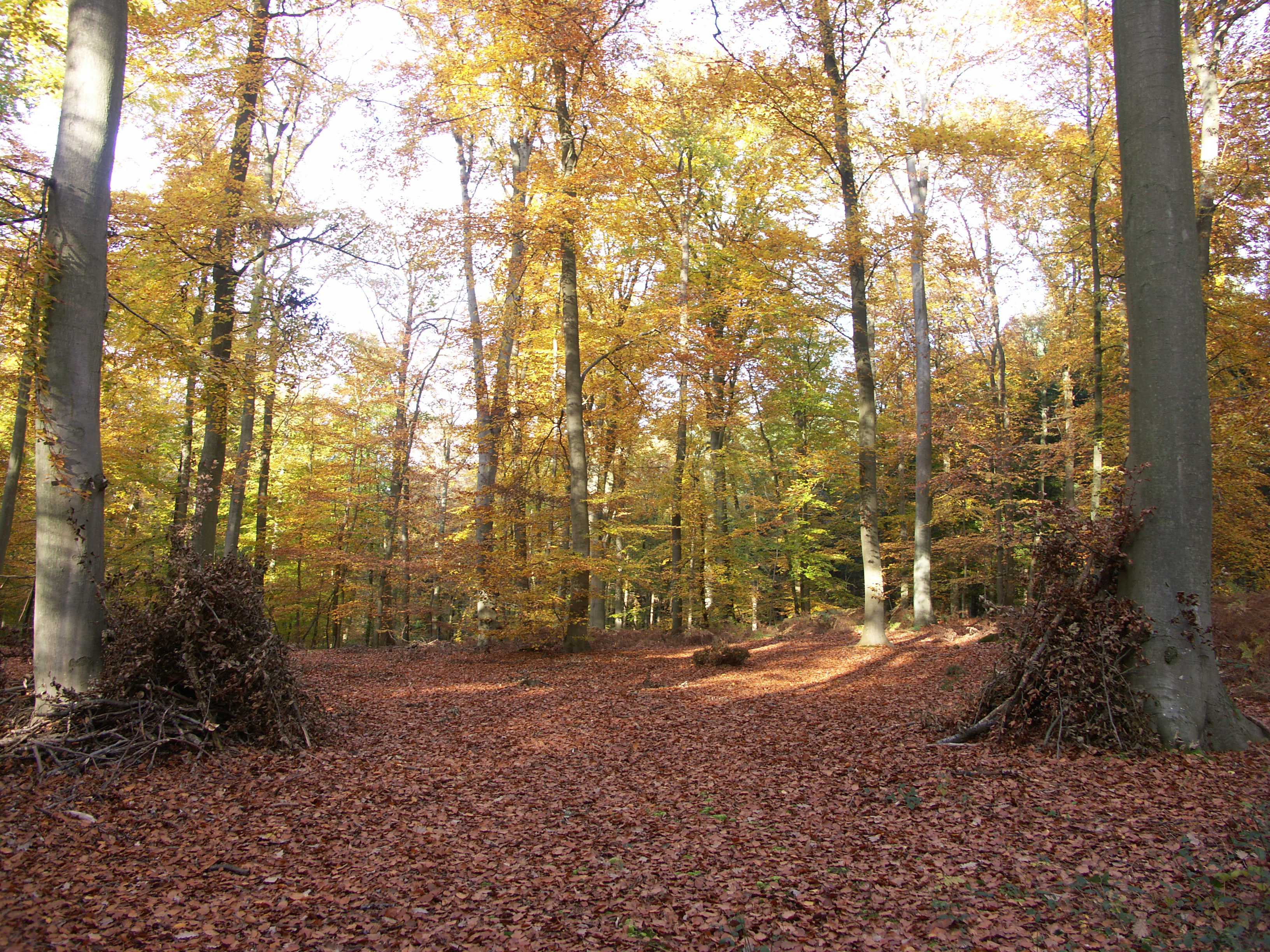 Couleur d'automne