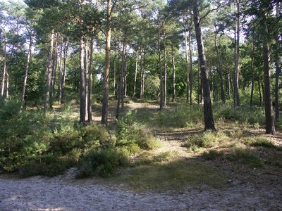 Forêt d'Ermenonville