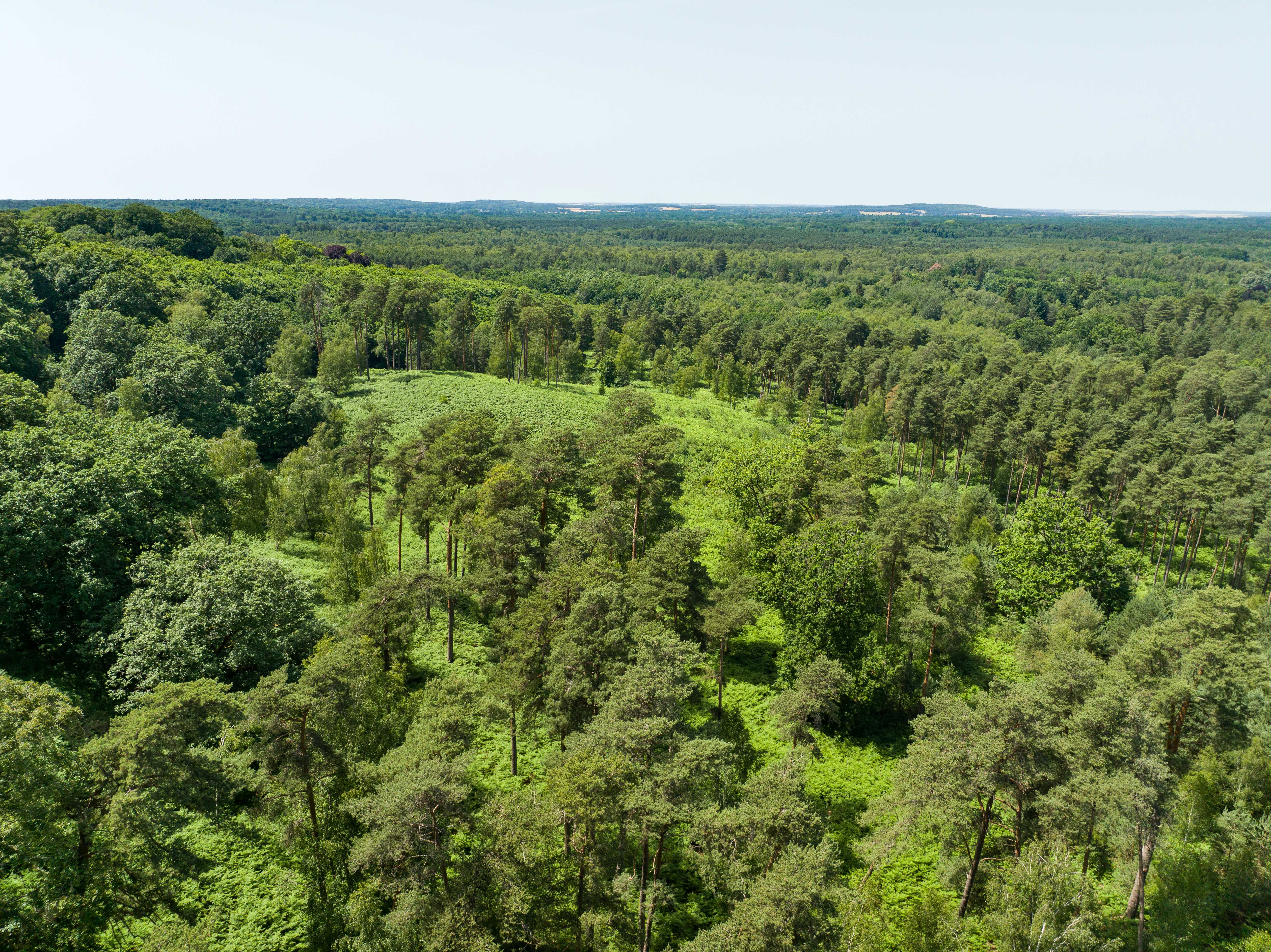 Forêt de Rambouillet