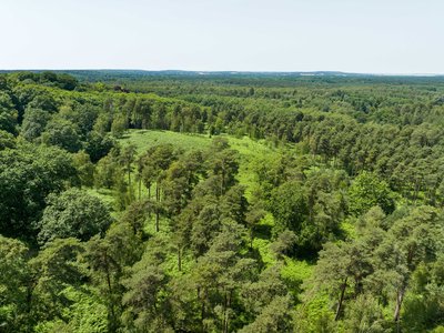 Forêt de Rambouillet