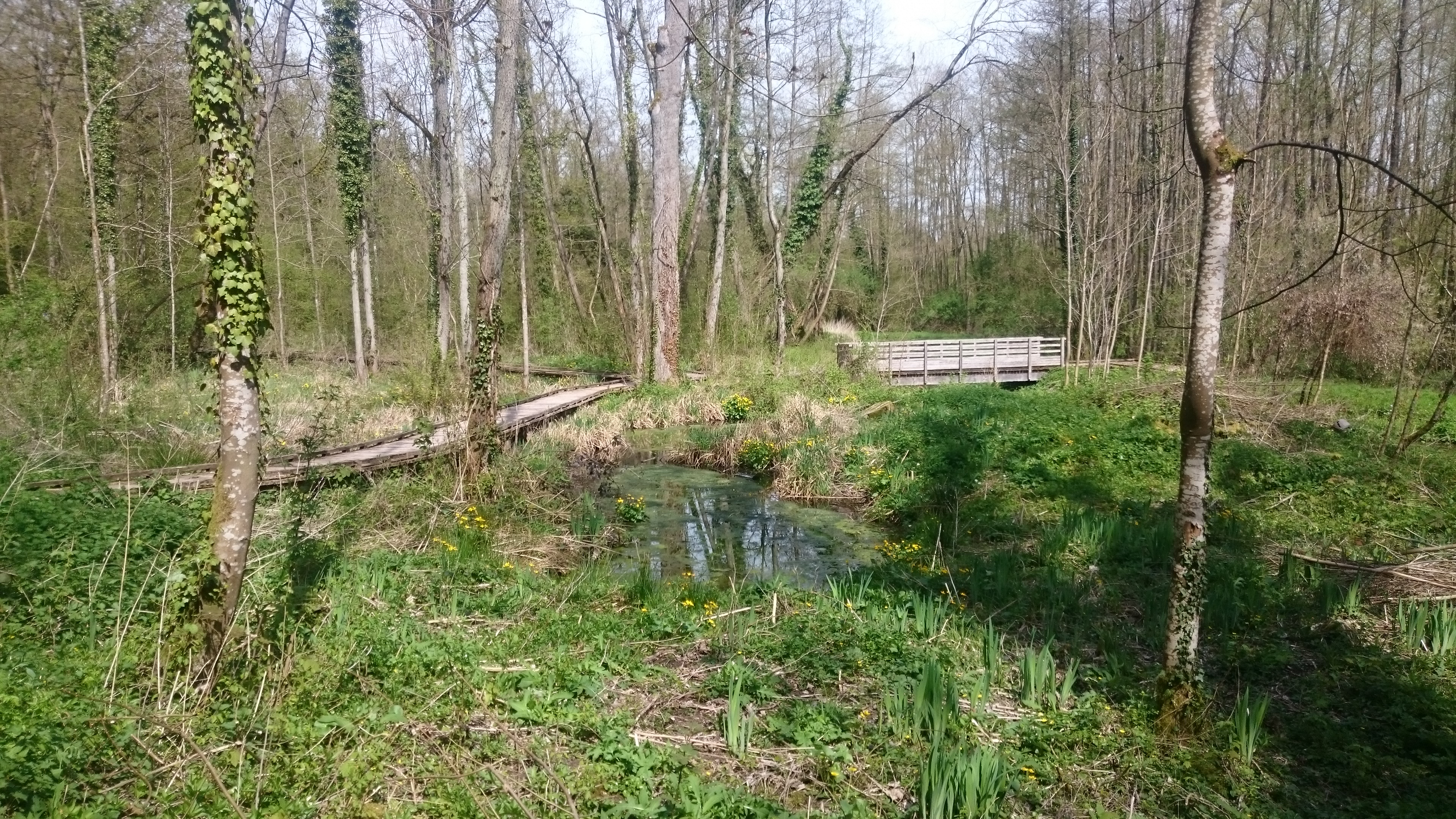 zone humide du Moulin de Noisement