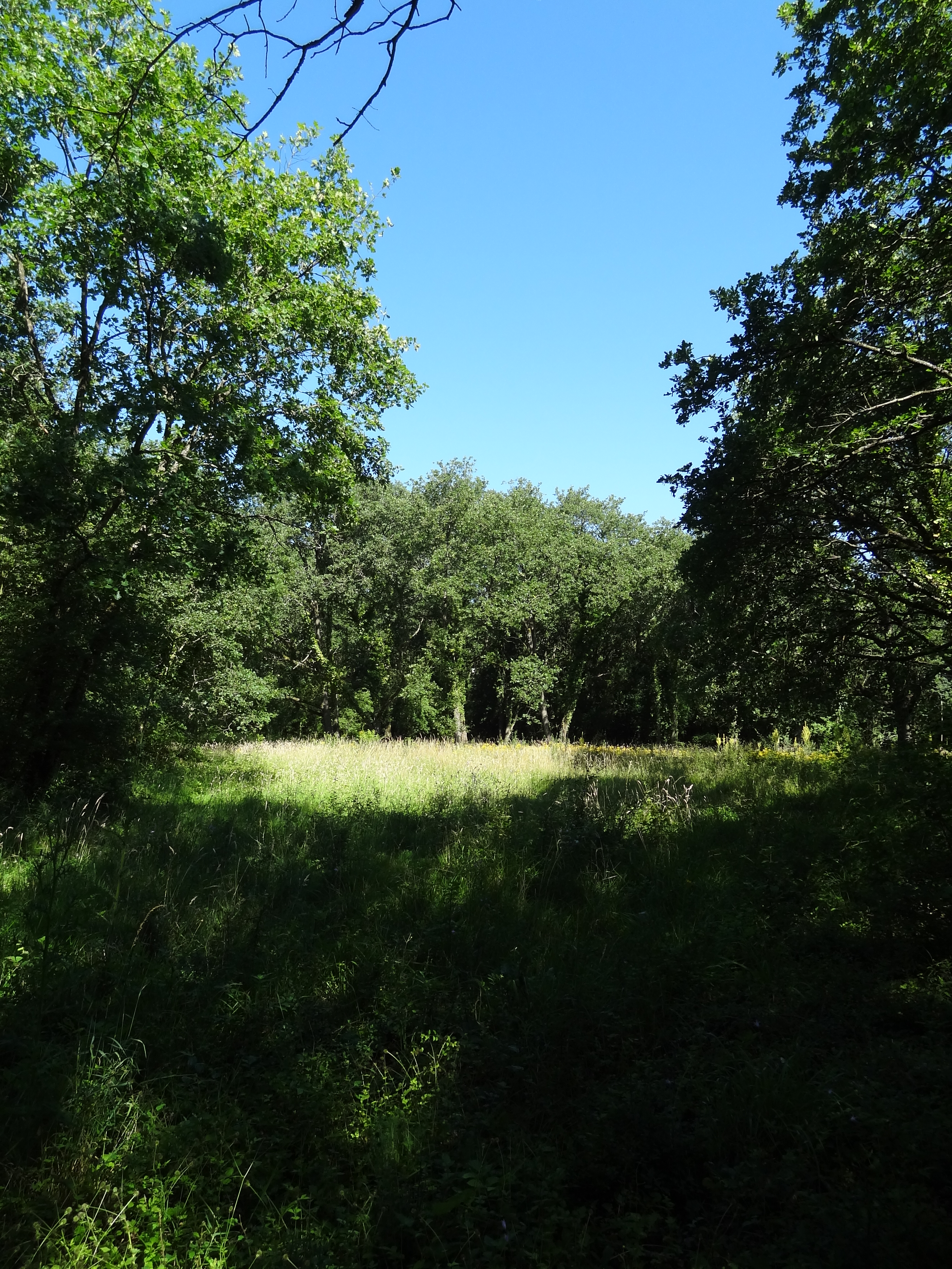 Bois du Chesnay