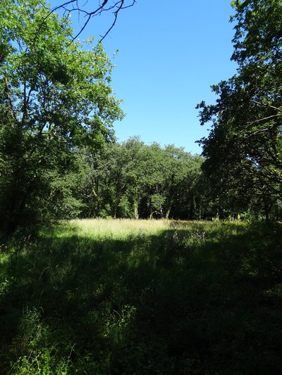 Bois du Chesnay