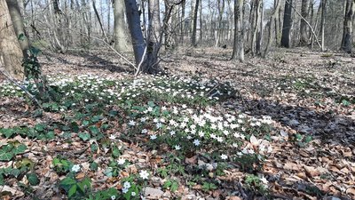 Sous-bois au printemps