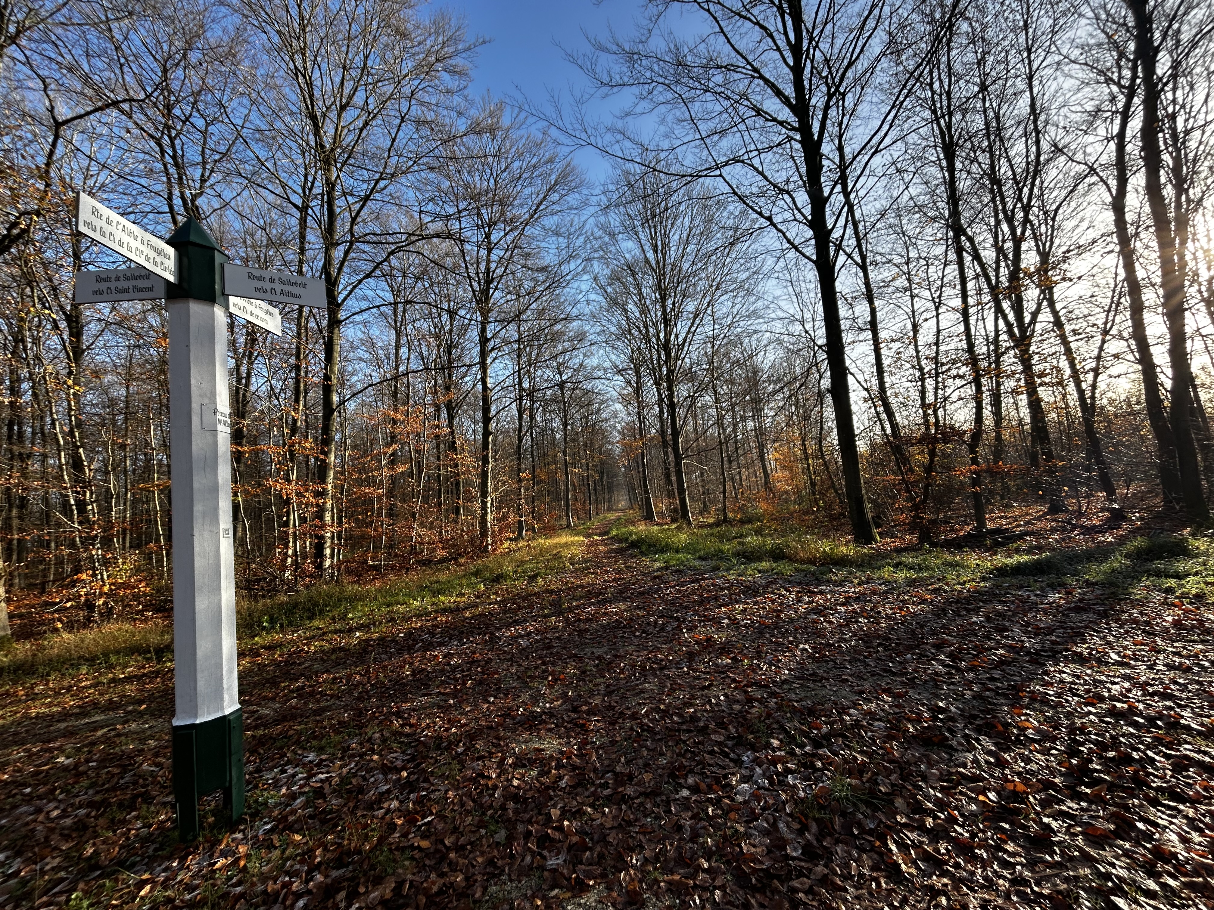 Forêt Halatte