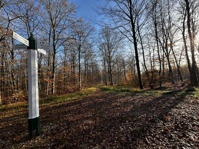 Forêt Halatte